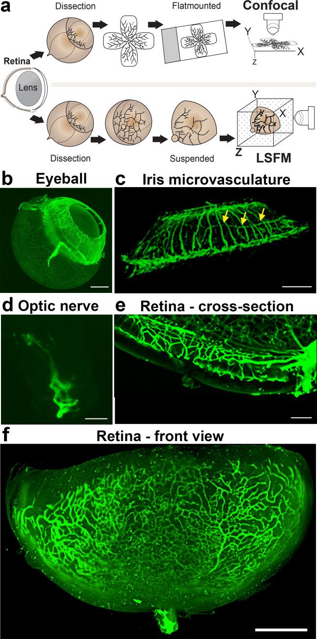 https://cdn.ncbi.nlm.nih.gov/pmc/blobs/8f8c/7162655/14e00c364cf7/elife-49779-fig1.jpg