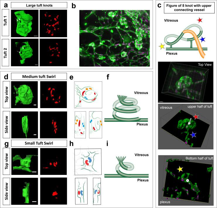 https://cdn.ncbi.nlm.nih.gov/pmc/blobs/8f8c/7162655/168f659e3ae6/elife-49779-fig6.jpg