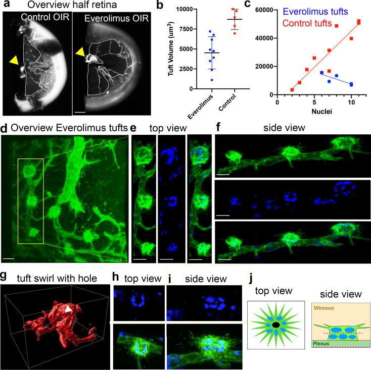 https://cdn.ncbi.nlm.nih.gov/pmc/blobs/8f8c/7162655/70602c5a4b99/elife-49779-fig6-figsupp3.jpg
