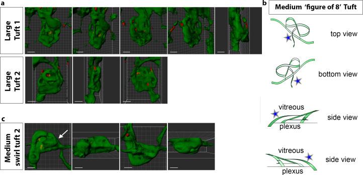 https://cdn.ncbi.nlm.nih.gov/pmc/blobs/8f8c/7162655/8c89dba3c122/elife-49779-fig6-figsupp1.jpg