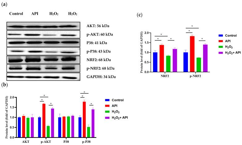https://cdn.ncbi.nlm.nih.gov/pmc/blobs/8f97/11117746/f4a0a7a42bcc/antioxidants-13-00611-g009.jpg