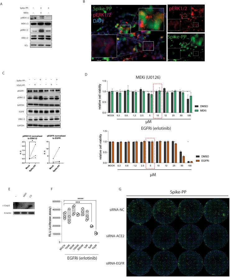 https://cdn.ncbi.nlm.nih.gov/pmc/blobs/8fc7/10320016/24be2e26a314/LSA-2022-01880_FigS4.jpg