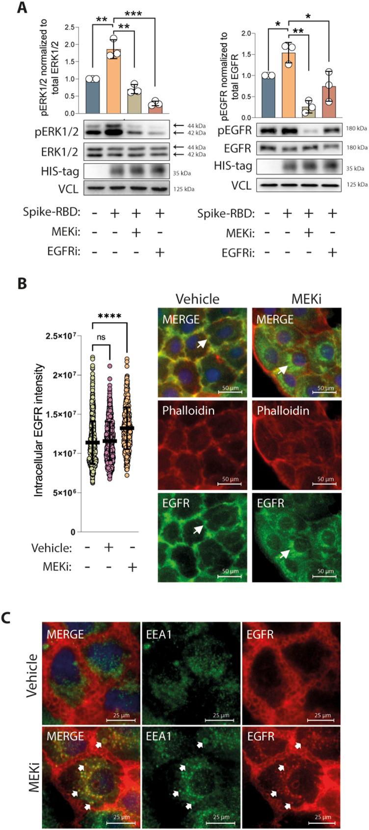 https://cdn.ncbi.nlm.nih.gov/pmc/blobs/8fc7/10320016/6fbda01d52cc/LSA-2022-01880_Fig3.jpg