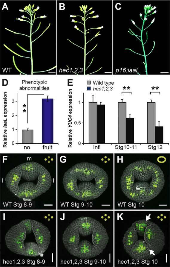https://cdn.ncbi.nlm.nih.gov/pmc/blobs/8fea/4631749/64a461620d41/develop-142-120444-g3.jpg