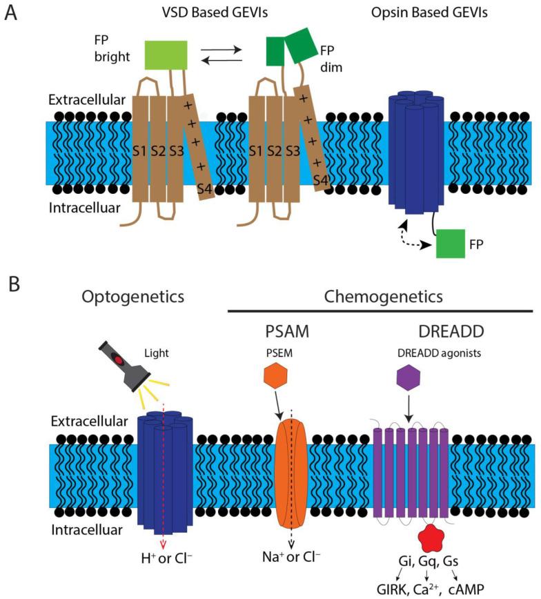 https://cdn.ncbi.nlm.nih.gov/pmc/blobs/8ff1/10137051/78e3f948de00/cells-12-01148-g002.jpg