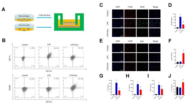 https://cdn.ncbi.nlm.nih.gov/pmc/blobs/901f/7803581/50aded492670/aging-12-104110-g006.jpg