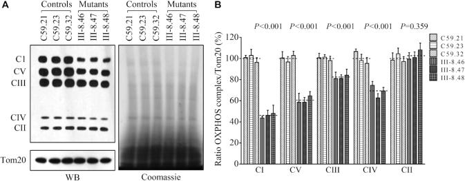 https://cdn.ncbi.nlm.nih.gov/pmc/blobs/9029/7826259/2e3045a24cc3/gkaa1225fig7.jpg