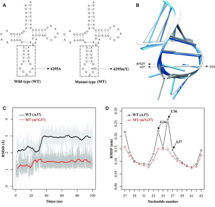 https://cdn.ncbi.nlm.nih.gov/pmc/blobs/9029/7826259/b23d0cd91d16/gkaa1225fig1.jpg