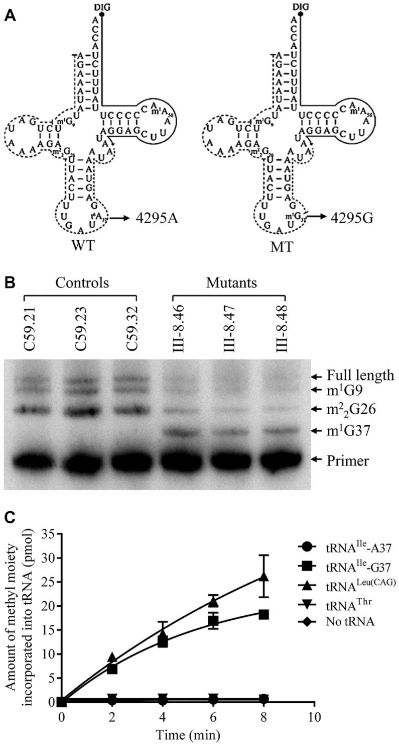 https://cdn.ncbi.nlm.nih.gov/pmc/blobs/9029/7826259/e439f760c930/gkaa1225fig2.jpg
