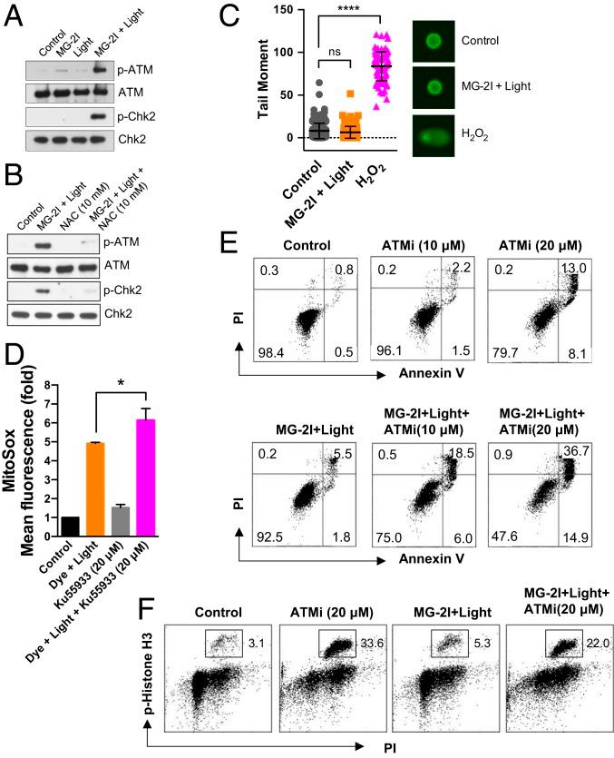 https://cdn.ncbi.nlm.nih.gov/pmc/blobs/9031/6744920/51c4bf9828d3/pnas.1910574116fig05.jpg