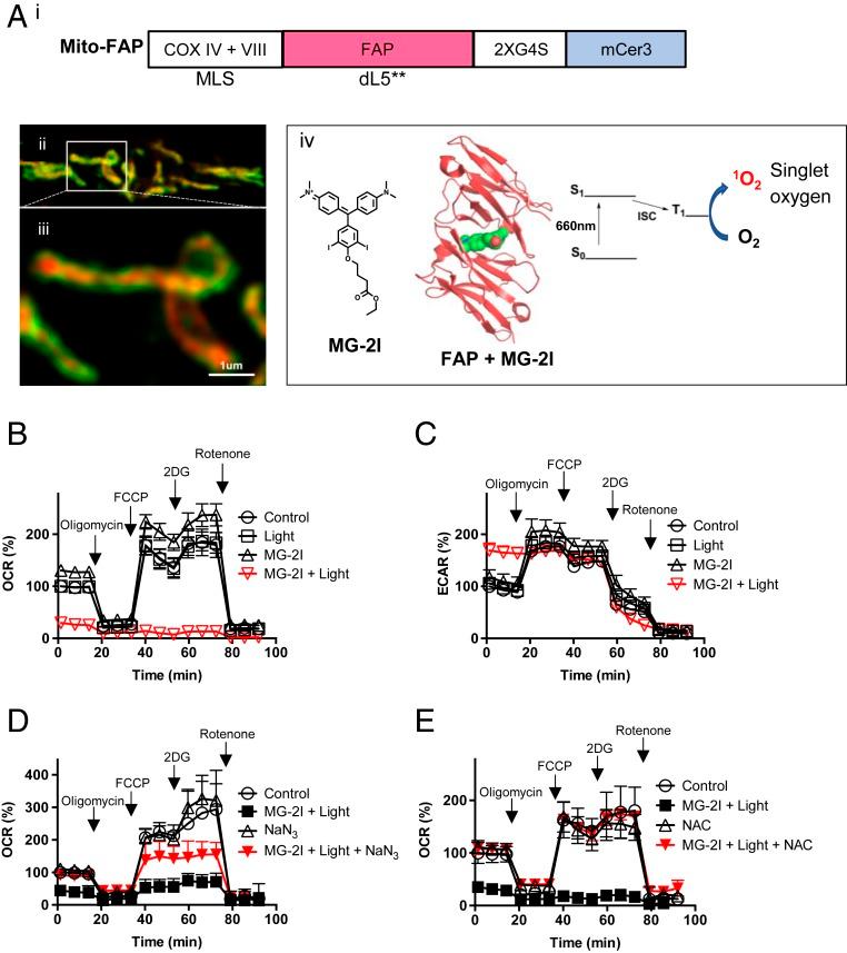 https://cdn.ncbi.nlm.nih.gov/pmc/blobs/9031/6744920/b23bbd44a54f/pnas.1910574116fig01.jpg