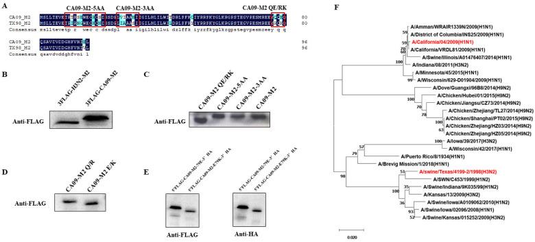 https://cdn.ncbi.nlm.nih.gov/pmc/blobs/9074/10747126/7014f51db114/viruses-15-02365-g001.jpg