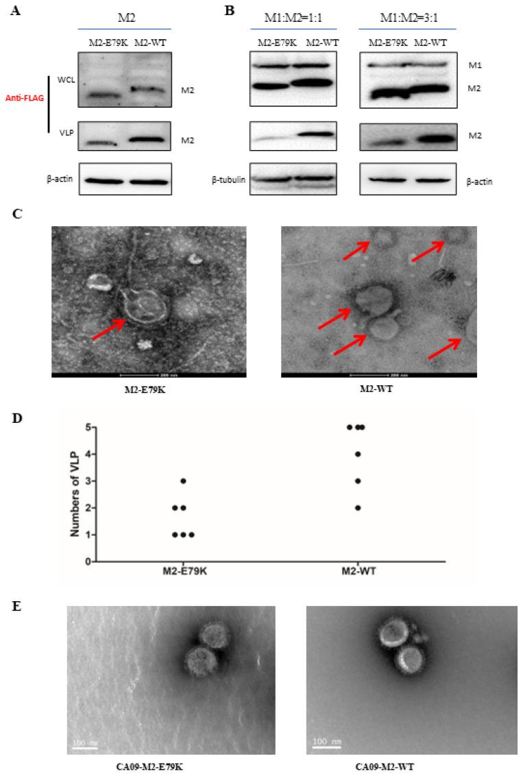 https://cdn.ncbi.nlm.nih.gov/pmc/blobs/9074/10747126/8911bc948dec/viruses-15-02365-g004.jpg
