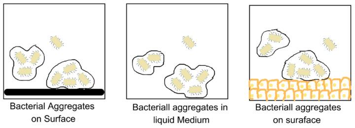 https://cdn.ncbi.nlm.nih.gov/pmc/blobs/90b3/10459820/087988c49b2a/microorganisms-11-01934-g005.jpg