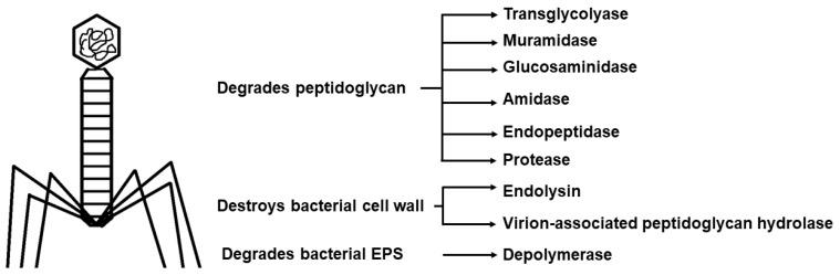 https://cdn.ncbi.nlm.nih.gov/pmc/blobs/90b3/10459820/81dd308025a2/microorganisms-11-01934-g007.jpg