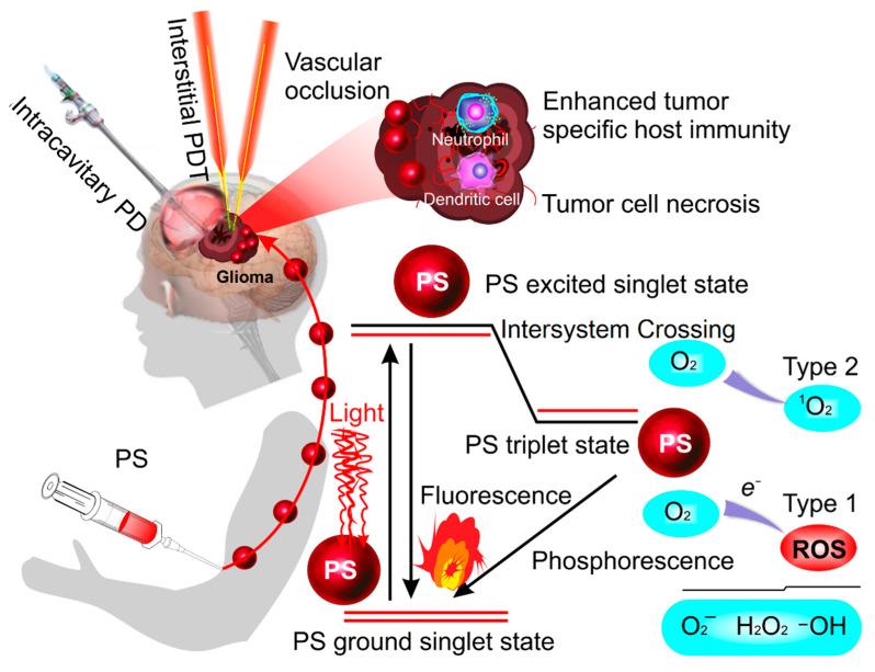 https://cdn.ncbi.nlm.nih.gov/pmc/blobs/90b4/9784636/ef8d62657e80/pharmaceutics-14-02612-g001.jpg