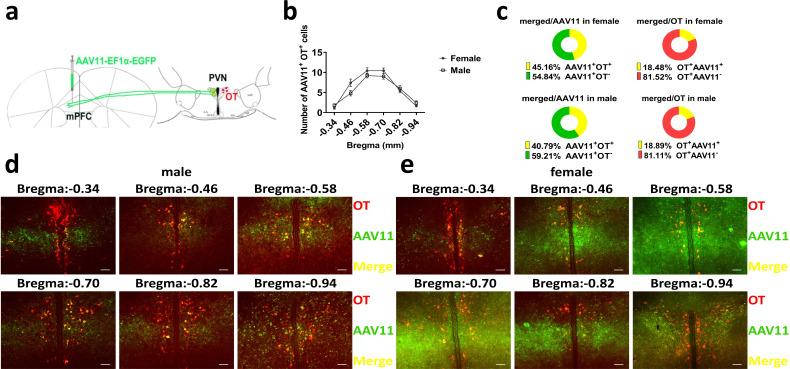 https://cdn.ncbi.nlm.nih.gov/pmc/blobs/90bb/11483125/1f73a50cb1d1/elife-96543-fig5-figsupp1.jpg