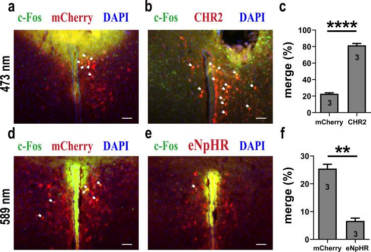 https://cdn.ncbi.nlm.nih.gov/pmc/blobs/90bb/11483125/2226e6306ed7/elife-96543-fig3-figsupp1.jpg