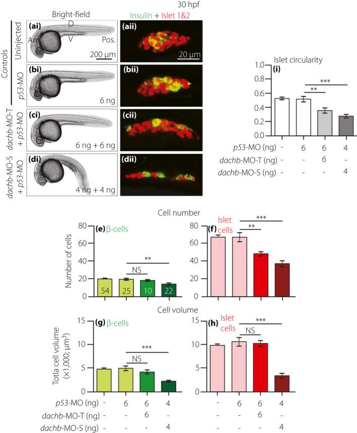 https://cdn.ncbi.nlm.nih.gov/pmc/blobs/90e7/8089008/b74f9d4531d5/JDI-12-710-g008.jpg