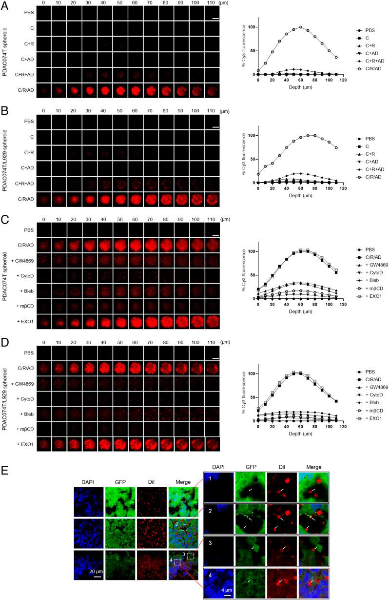 https://cdn.ncbi.nlm.nih.gov/pmc/blobs/90fc/9963653/2351dbad95af/pnas.2215308120fig05.jpg