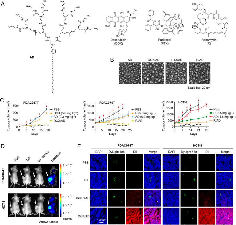 https://cdn.ncbi.nlm.nih.gov/pmc/blobs/90fc/9963653/4f7c796055ae/pnas.2215308120fig02.jpg