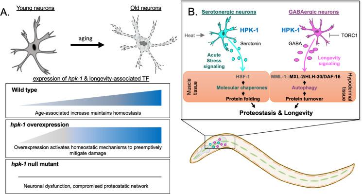 https://cdn.ncbi.nlm.nih.gov/pmc/blobs/9117/10393298/88040d8b09b8/elife-85792-fig9.jpg