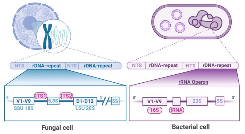 https://cdn.ncbi.nlm.nih.gov/pmc/blobs/9125/9695942/250d3408d12e/jof-08-01153-g001.jpg