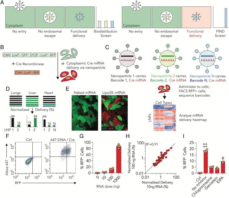 https://cdn.ncbi.nlm.nih.gov/pmc/blobs/912c/6196543/f4298b4681f2/pnas.1811276115fig01.jpg