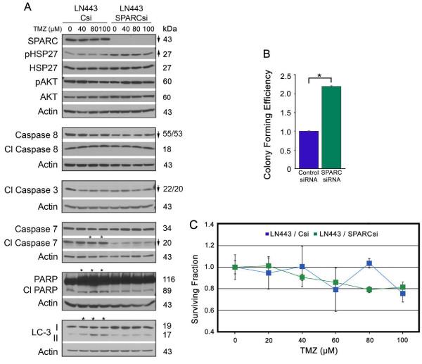 https://cdn.ncbi.nlm.nih.gov/pmc/blobs/919c/3349587/2c4f1f4ee412/1476-4598-11-20-6.jpg