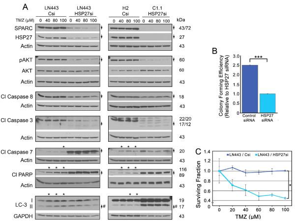 https://cdn.ncbi.nlm.nih.gov/pmc/blobs/919c/3349587/b76bb895ae60/1476-4598-11-20-5.jpg