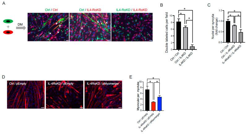https://cdn.ncbi.nlm.nih.gov/pmc/blobs/91b6/10177410/60ae50b4abf9/cells-12-01284-g005.jpg