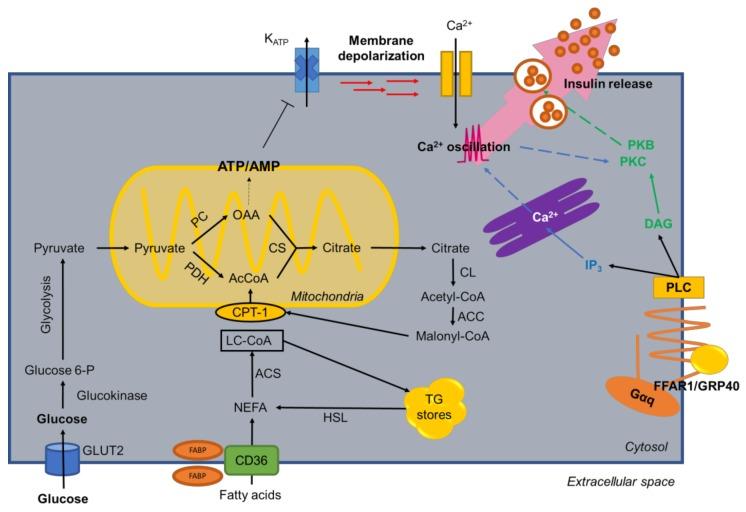 https://cdn.ncbi.nlm.nih.gov/pmc/blobs/91bb/5946178/034ef04ecfbe/nutrients-10-00393-g002.jpg