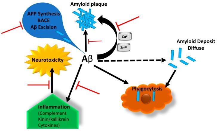 https://cdn.ncbi.nlm.nih.gov/pmc/blobs/91bb/6468789/0fc9d44bbcb7/cells-08-00242-g006.jpg