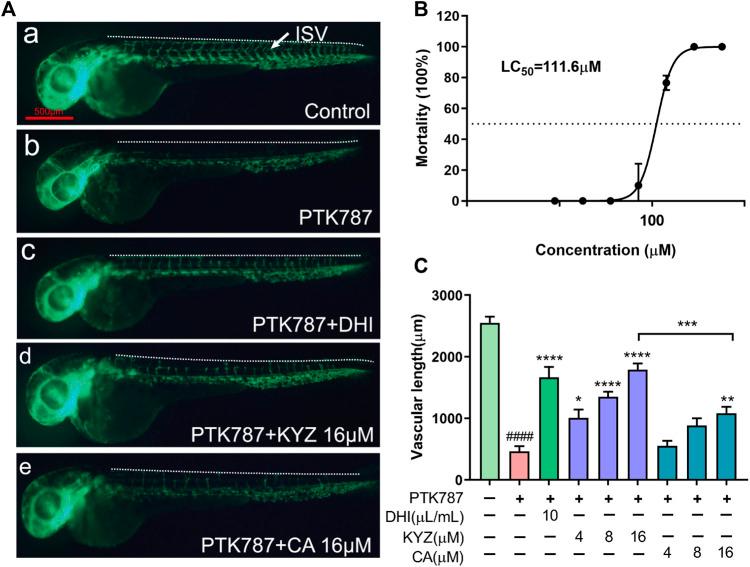 https://cdn.ncbi.nlm.nih.gov/pmc/blobs/91ea/9201573/fd615e8d9cac/fphar-13-901460-g003.jpg