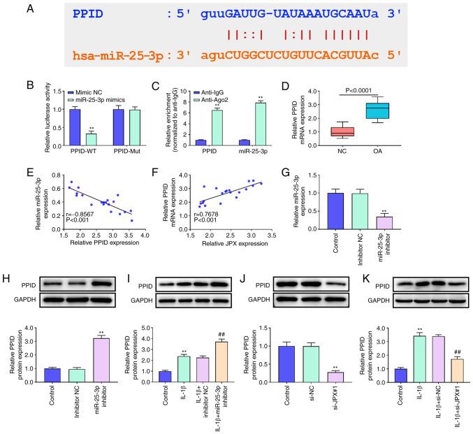 https://cdn.ncbi.nlm.nih.gov/pmc/blobs/9230/9533370/d2260e0ebf53/ol-24-05-13508-g03.jpg