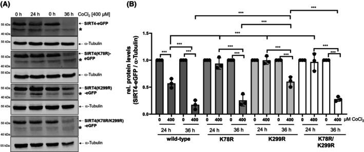 https://cdn.ncbi.nlm.nih.gov/pmc/blobs/9239/10699113/630389b429f8/FEB4-13-2187-g003.jpg