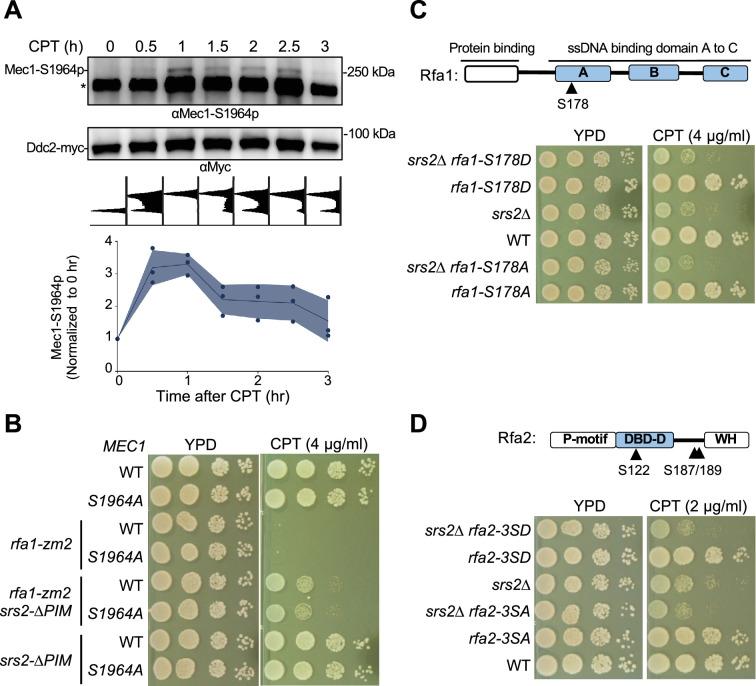https://cdn.ncbi.nlm.nih.gov/pmc/blobs/9240/12316459/154fd34d70d9/elife-98843-fig6.jpg