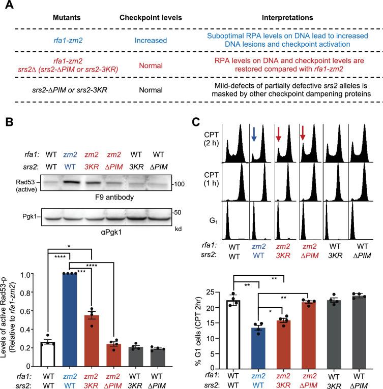 https://cdn.ncbi.nlm.nih.gov/pmc/blobs/9240/12316459/507b82f3cde3/elife-98843-fig3.jpg