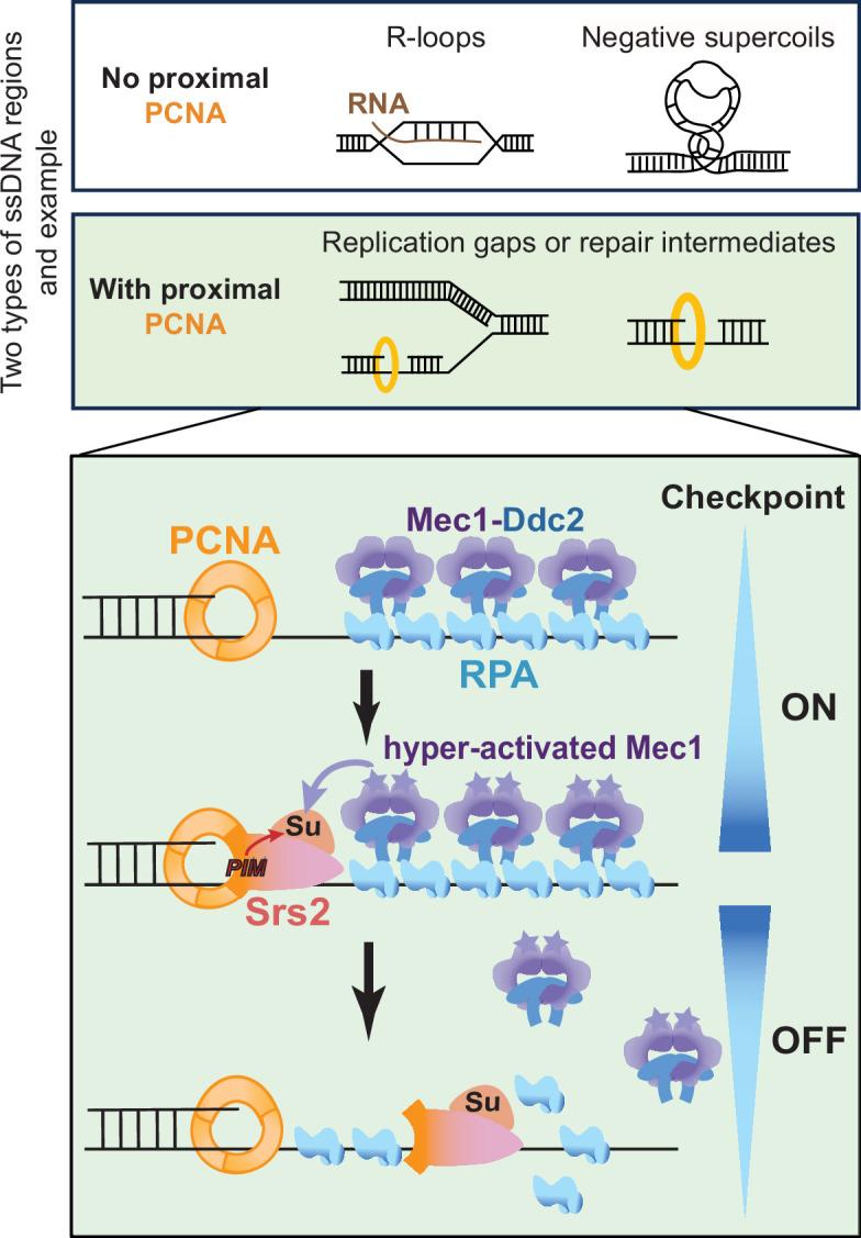 https://cdn.ncbi.nlm.nih.gov/pmc/blobs/9240/12316459/dc9ff3e7f93a/elife-98843-fig7.jpg