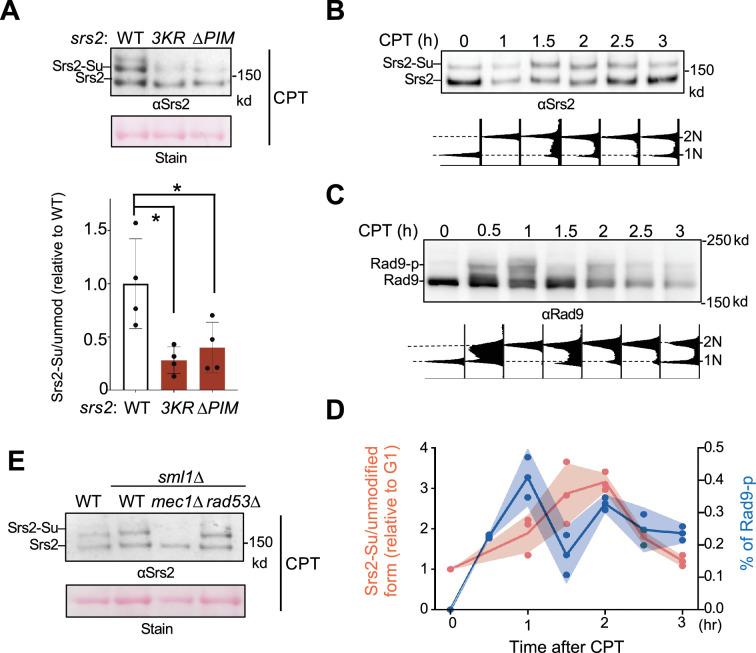 https://cdn.ncbi.nlm.nih.gov/pmc/blobs/9240/12316459/f6535f5a94d9/elife-98843-fig5.jpg