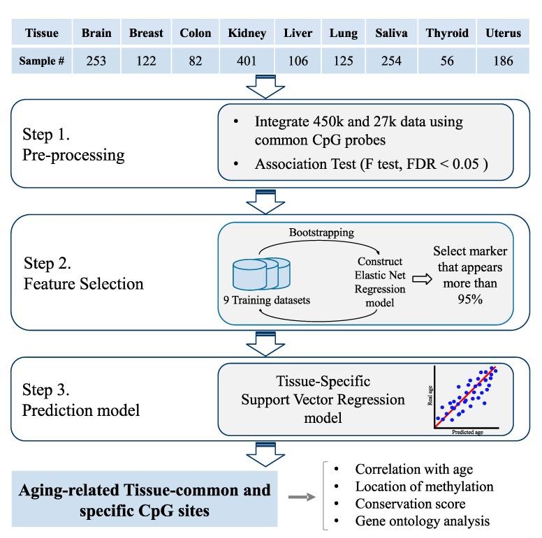 https://cdn.ncbi.nlm.nih.gov/pmc/blobs/9244/6896025/a7ce2ed9682d/genes-10-00888-g001.jpg