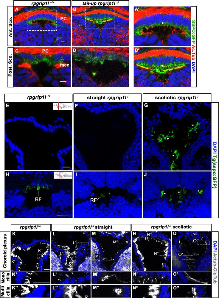 https://cdn.ncbi.nlm.nih.gov/pmc/blobs/9274/11466456/0f9747aa1554/elife-96831-fig2-figsupp1.jpg