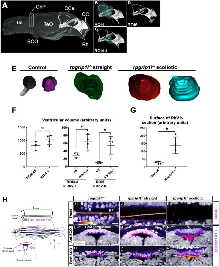 https://cdn.ncbi.nlm.nih.gov/pmc/blobs/9274/11466456/ee35d44cd0b9/elife-96831-fig3.jpg