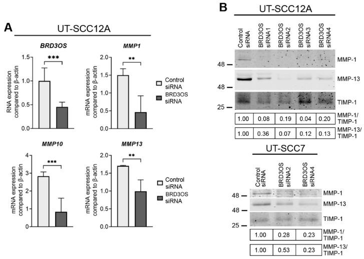 https://cdn.ncbi.nlm.nih.gov/pmc/blobs/929d/9406669/ef7d0a96383b/cancers-14-03980-g005.jpg