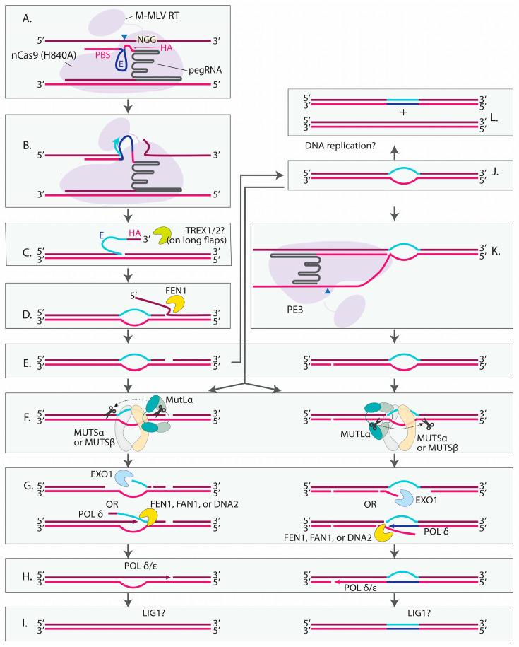 https://cdn.ncbi.nlm.nih.gov/pmc/blobs/92cf/11853414/fd1aa16d0085/cells-14-00277-g003.jpg