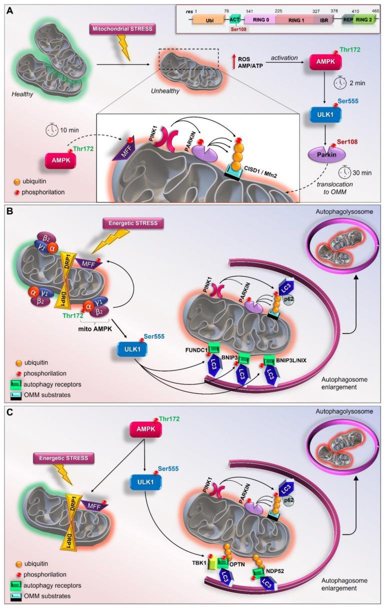 https://cdn.ncbi.nlm.nih.gov/pmc/blobs/92e4/8750607/d45baebc25e7/cells-11-00030-g002.jpg