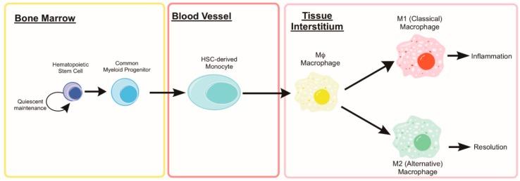 https://cdn.ncbi.nlm.nih.gov/pmc/blobs/92e7/6406986/3966eb57d8ba/cells-08-00183-g004.jpg