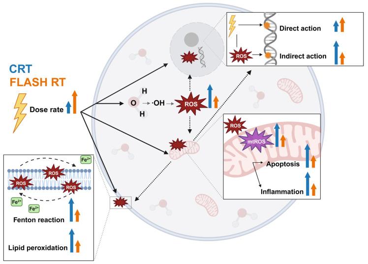 https://cdn.ncbi.nlm.nih.gov/pmc/blobs/92e8/11720285/1e499cf3a092/cancers-17-00133-g001.jpg