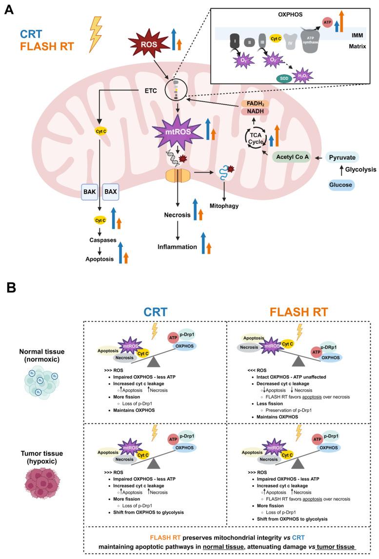 https://cdn.ncbi.nlm.nih.gov/pmc/blobs/92e8/11720285/a342c5bf206e/cancers-17-00133-g004.jpg