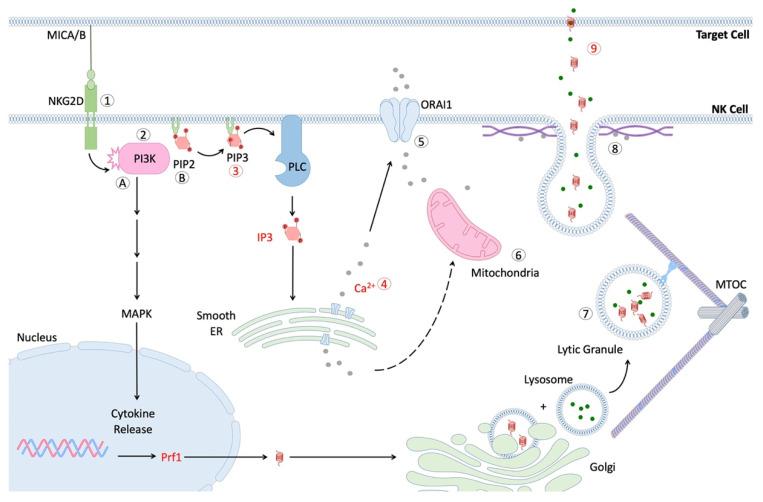 https://cdn.ncbi.nlm.nih.gov/pmc/blobs/92e8/8947539/d86220a70bcb/cells-11-01017-g001.jpg